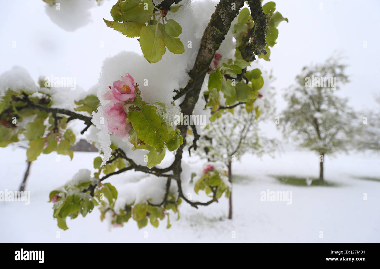 Altenstadt, Germany. 26th Apr, 2017. dpatop - Blossoming apple trees are covered in snow near Altenstadt, Germany, 26 April 2017. Photo: Karl-Josef Hildenbrand/dpa/Alamy Live News Stock Photo