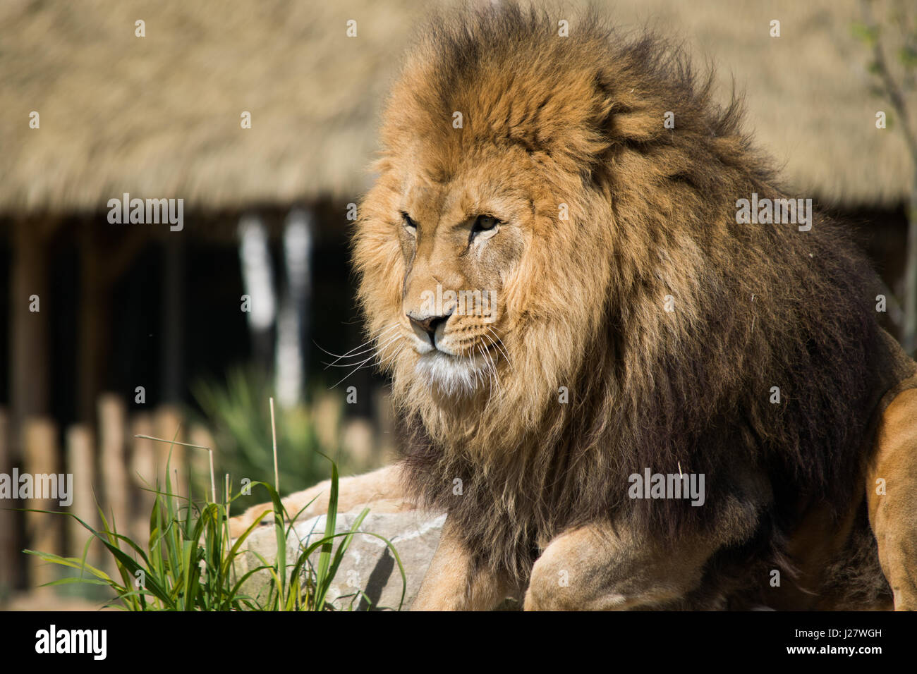 Lion in France zoo Stock Photo Alamy