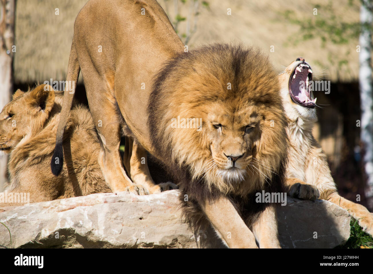 Lion in France zoo Stock Photo Alamy