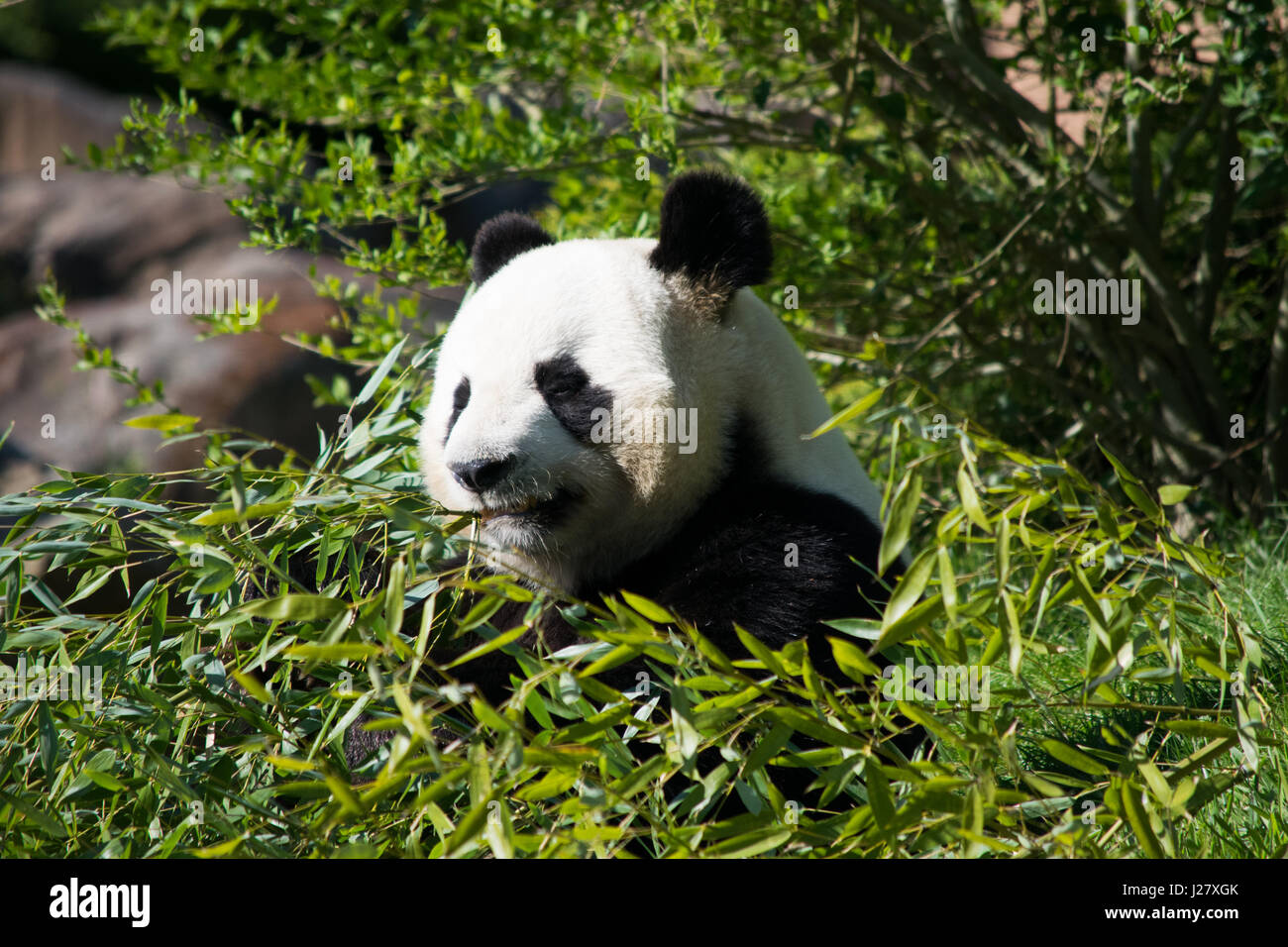 Panda in french zoo Stock Photo Alamy