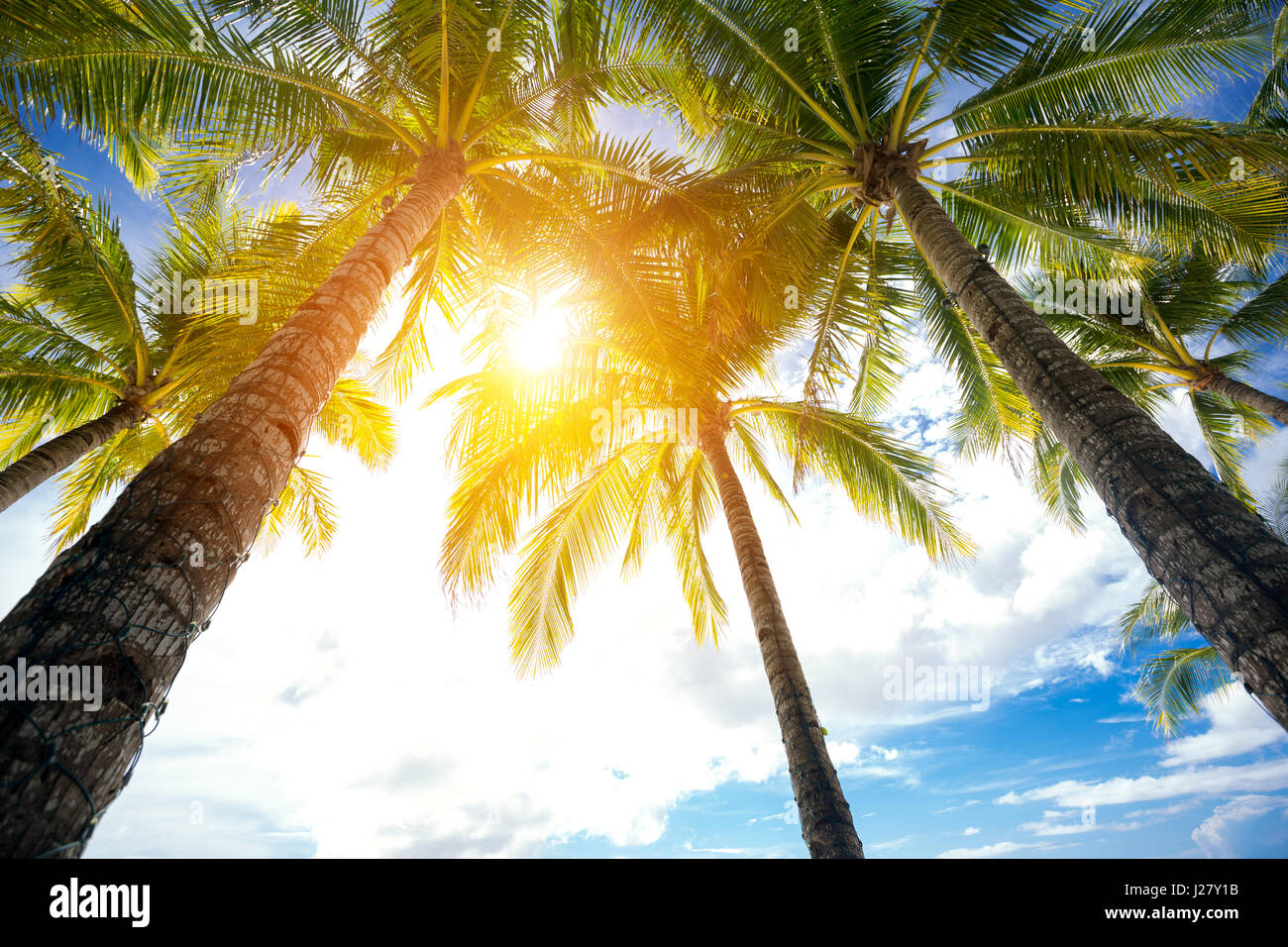 Low angel view of palm trees over beautiful sunny sky Stock Photo