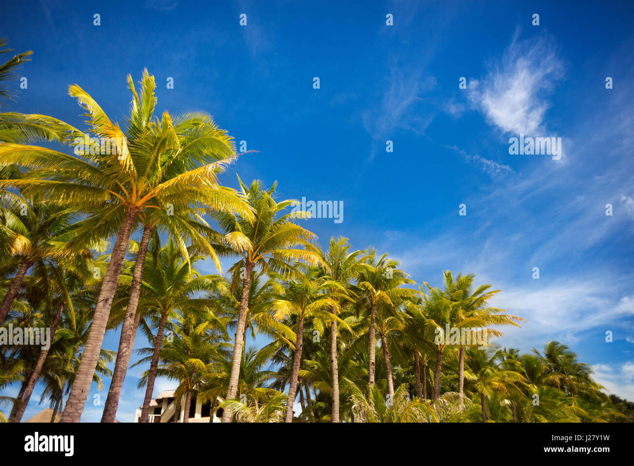palm trees over blue beautiful sunny sky Stock Photo - Alamy