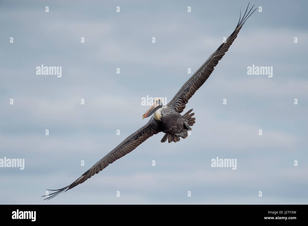 A Brown Pelican glides through the air with its wings stretched wide on