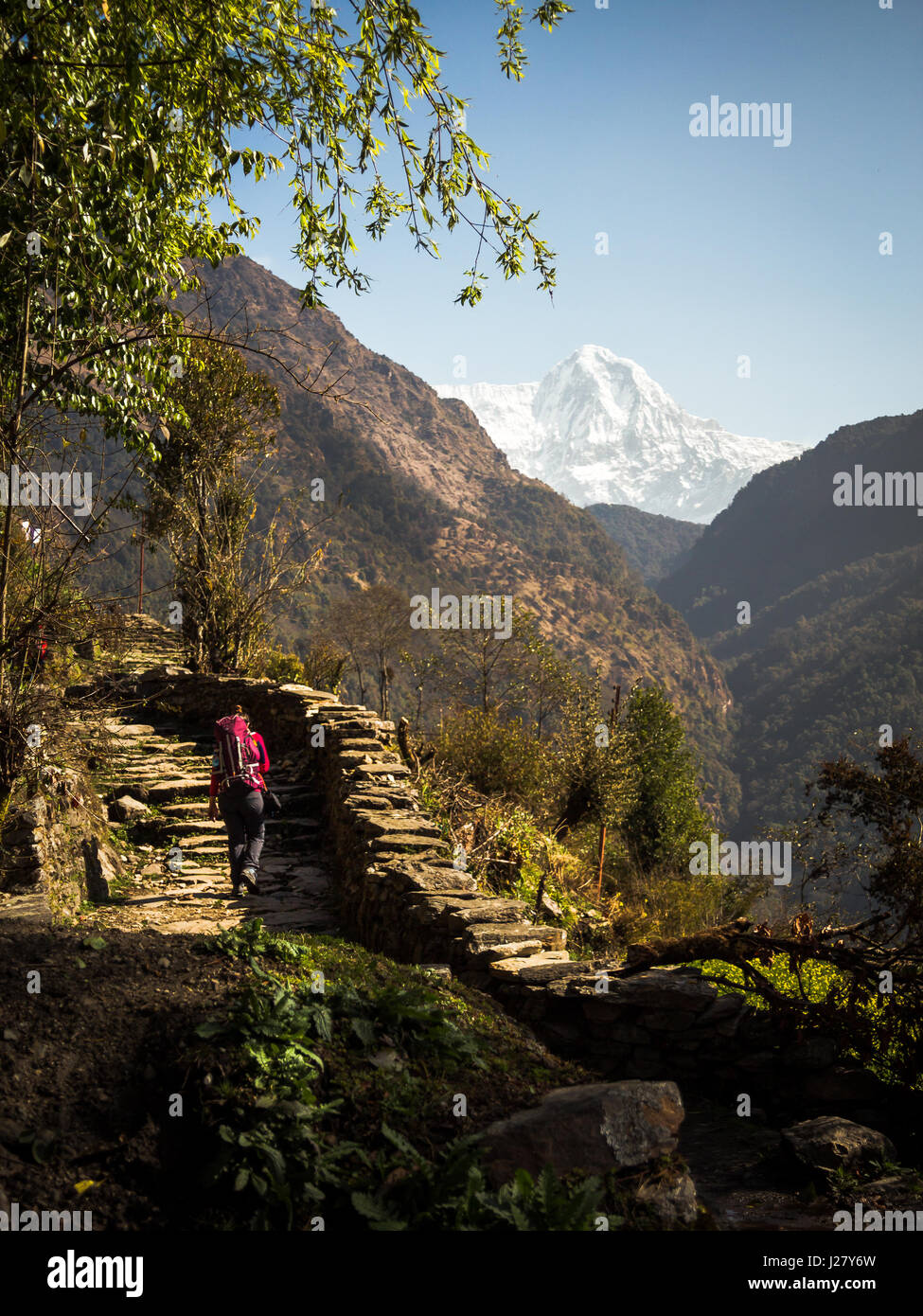 A woman treks up a flight of stairs on the Annapurna circuit, Nepal, with the peak of Annapurna south visible in the background. Stock Photo