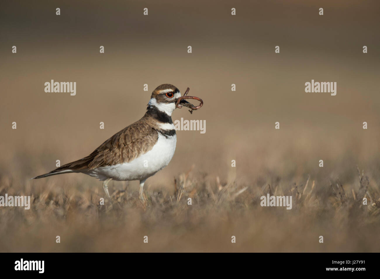 A Killdeer stands in a brown grassy field with a large worm wrapped
