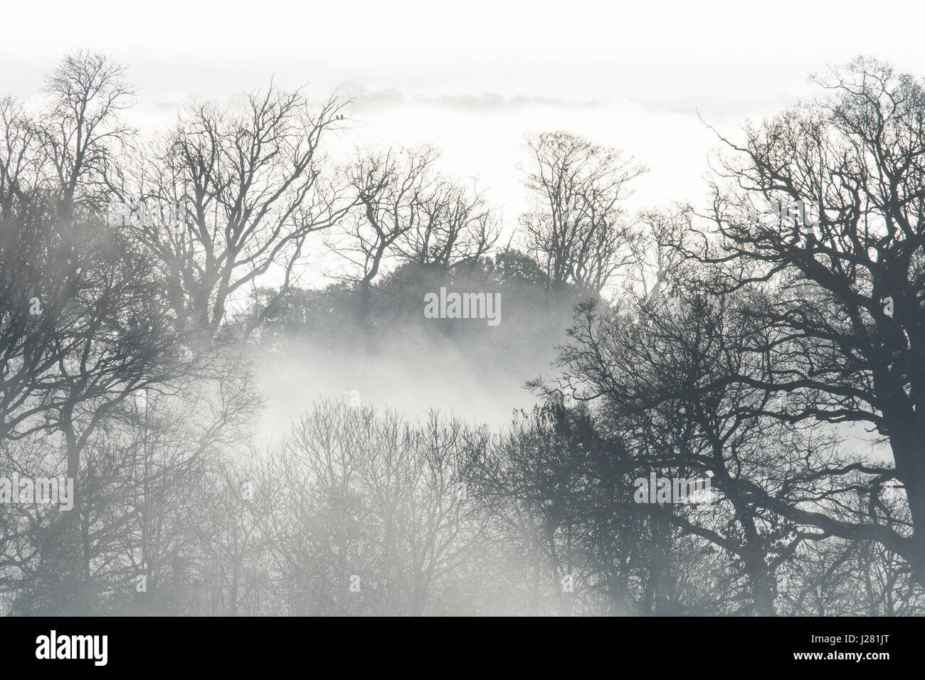 Branches of large trees silhouetted in morning low mist and fog. Sussex, UK. December. Stock Photo