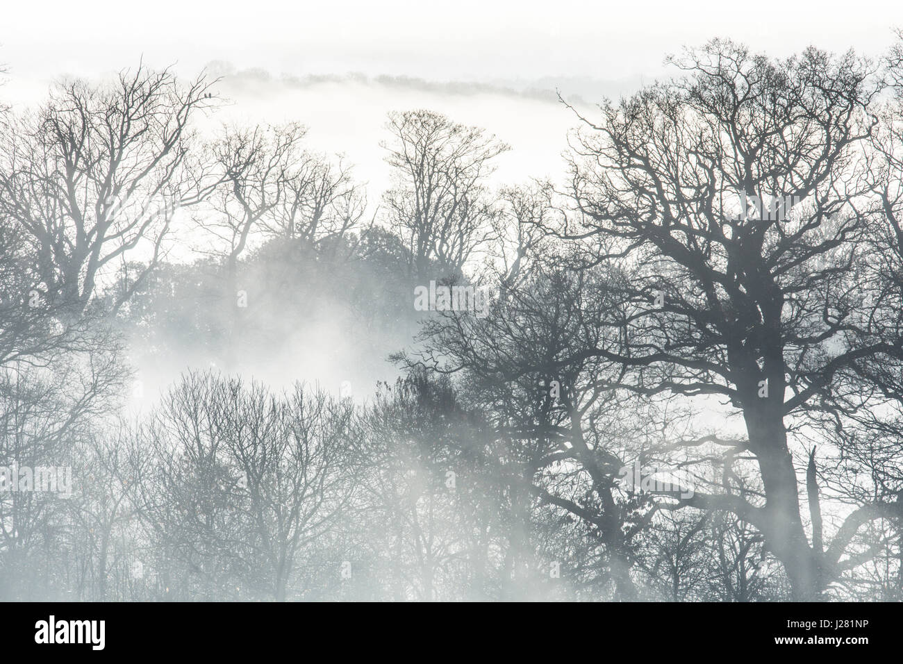 Branches of large trees silhouetted in morning low mist and fog. Sussex, UK. December. Stock Photo