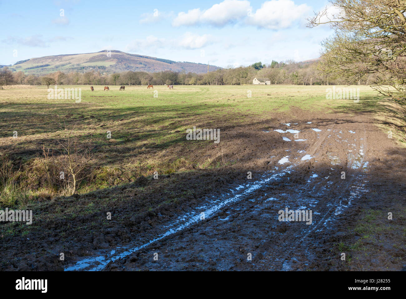 Wet muddy entrance to a field on farmland with tyre marks from farm vehicles, Derbyshire, England,UK Stock Photo