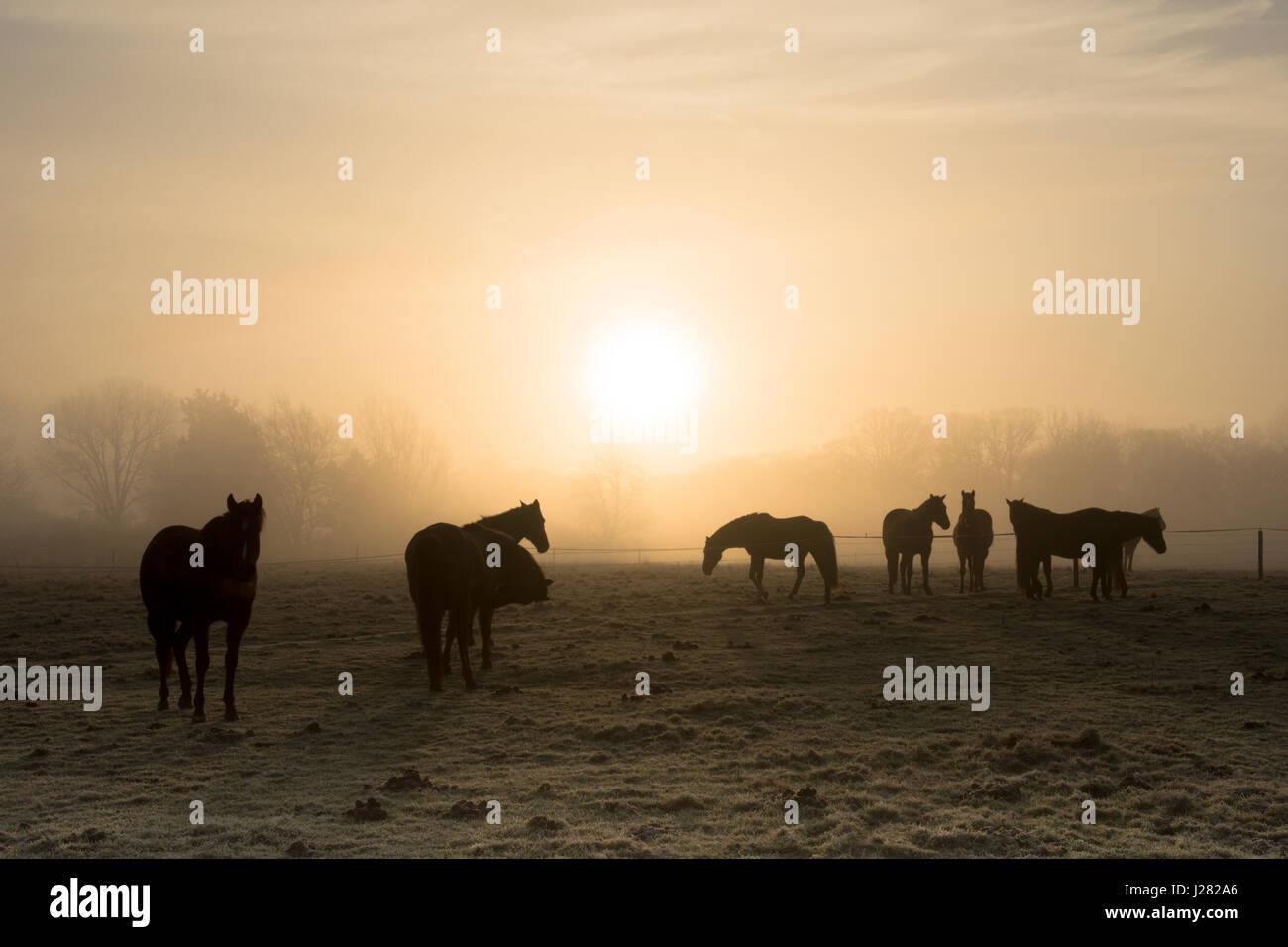 Uk field frost hi-res stock photography and images - Alamy