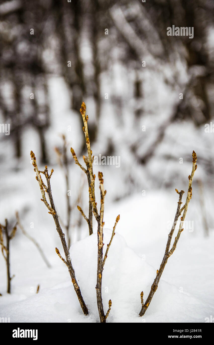 Growing plants in the snow Stock Photo