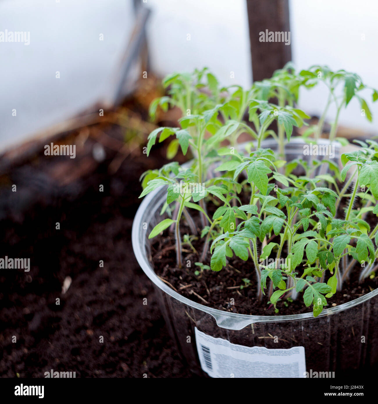 Mud plant hi-res stock photography and images - Alamy