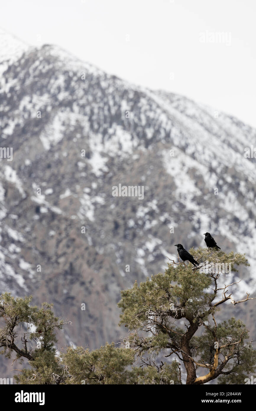 Ravens perching on tree by Mammoth Mountain during winter Stock Photo