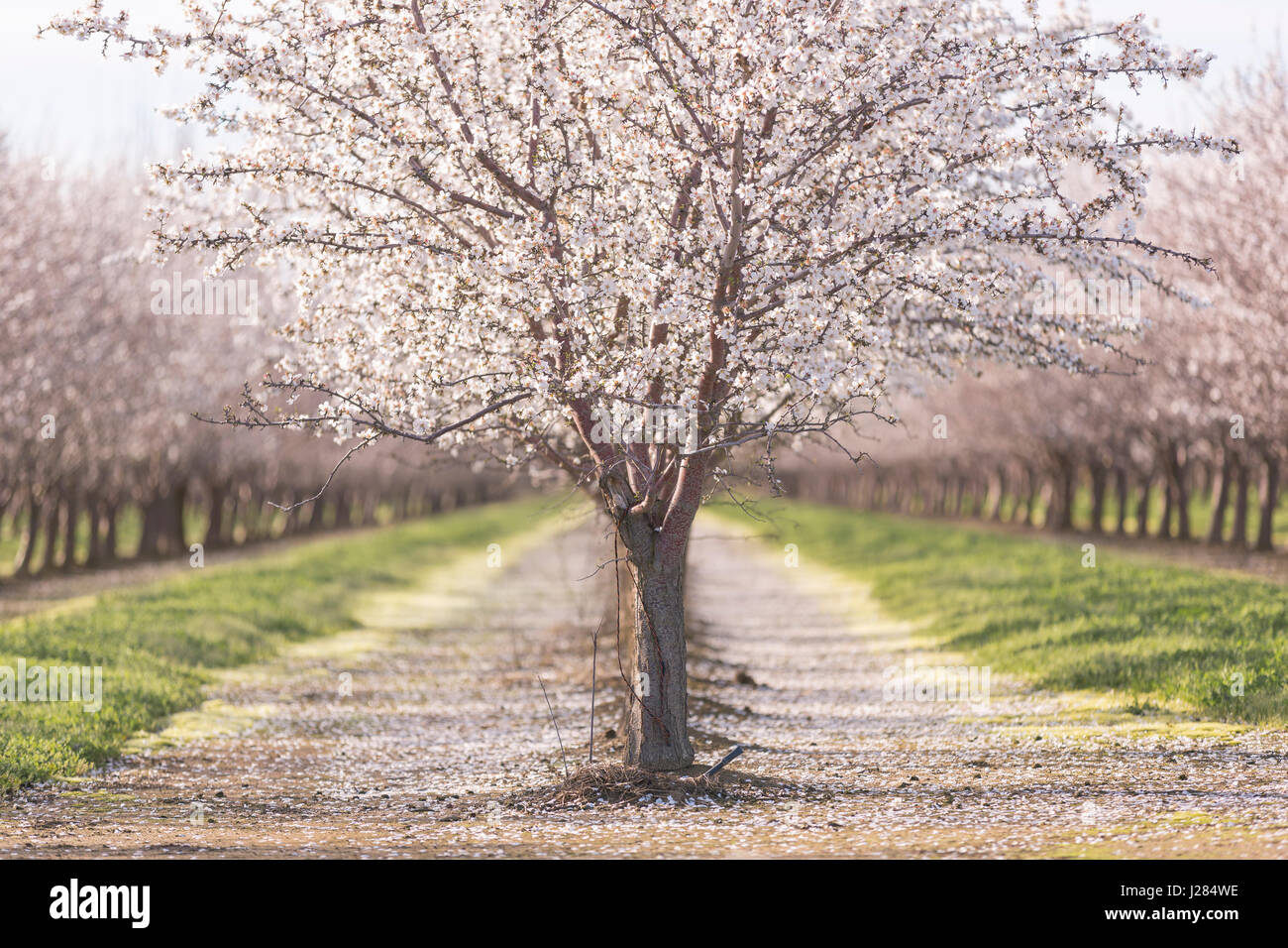 Almond trees at farm Stock Photo Alamy