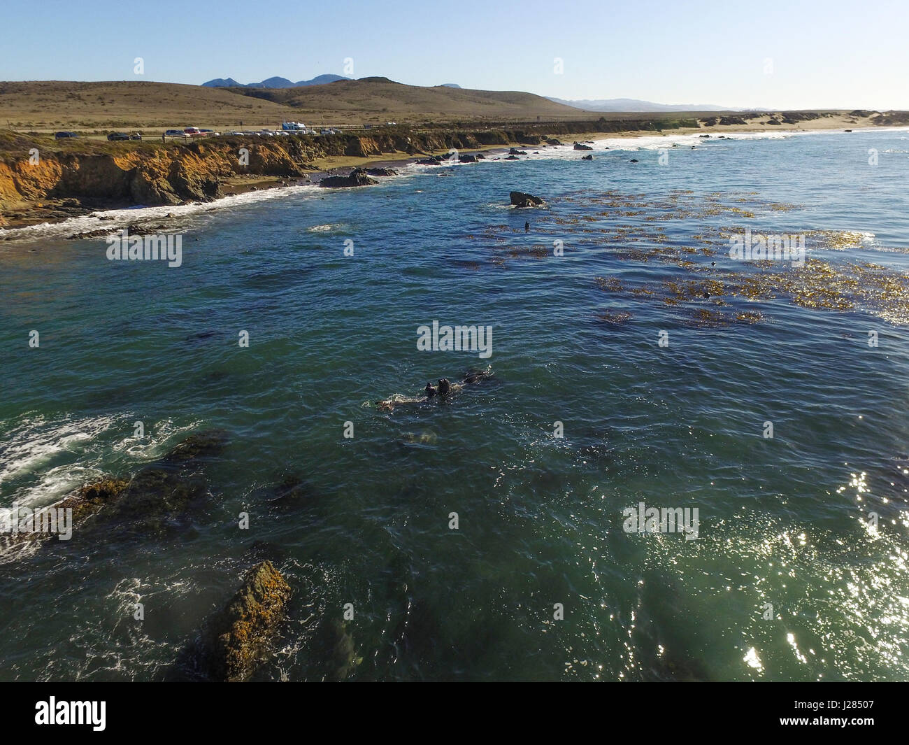 Aerial view of seals, at elephant seals vista point, in San simeon, on higway 1, near Big sur, in California Stock Photo