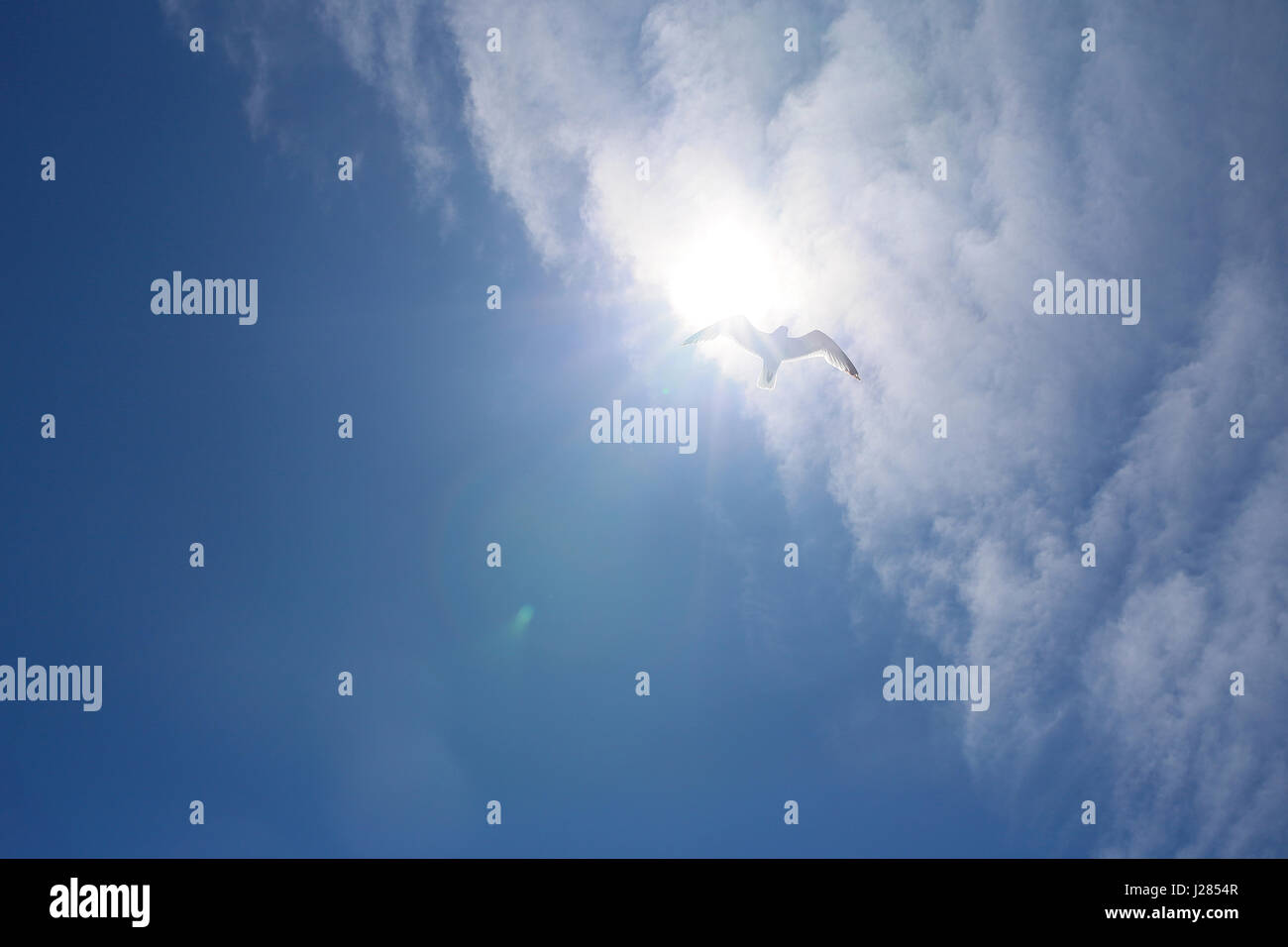 Low angle view of bird flying in bright sky Stock Photo