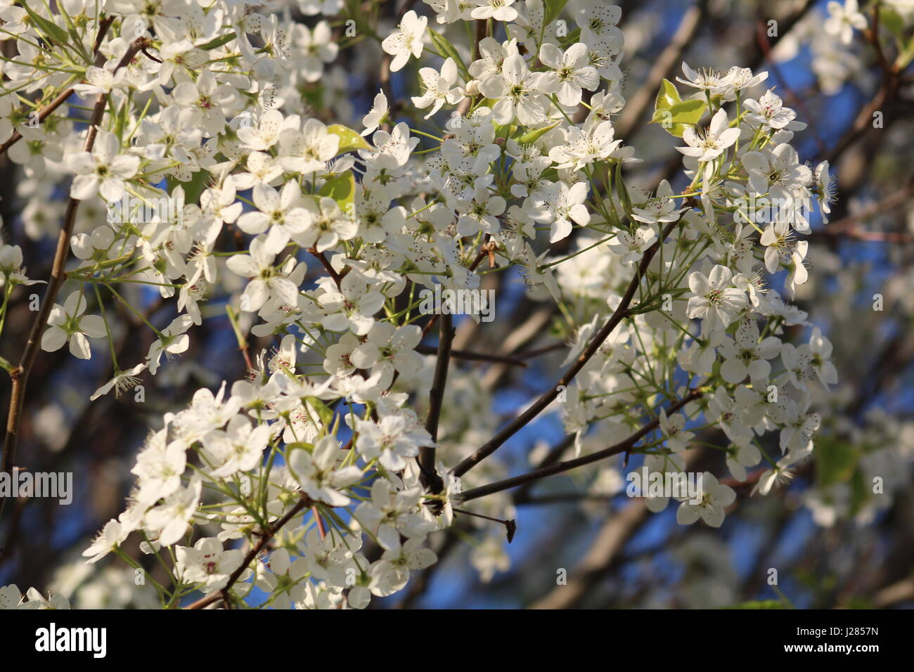 Close up of fruitless pear tree blossom Stock Photo