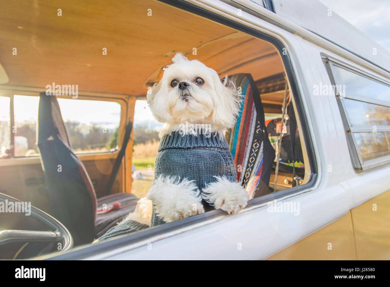 Dog Transportation High Resolution Stock Photography And Images Alamy