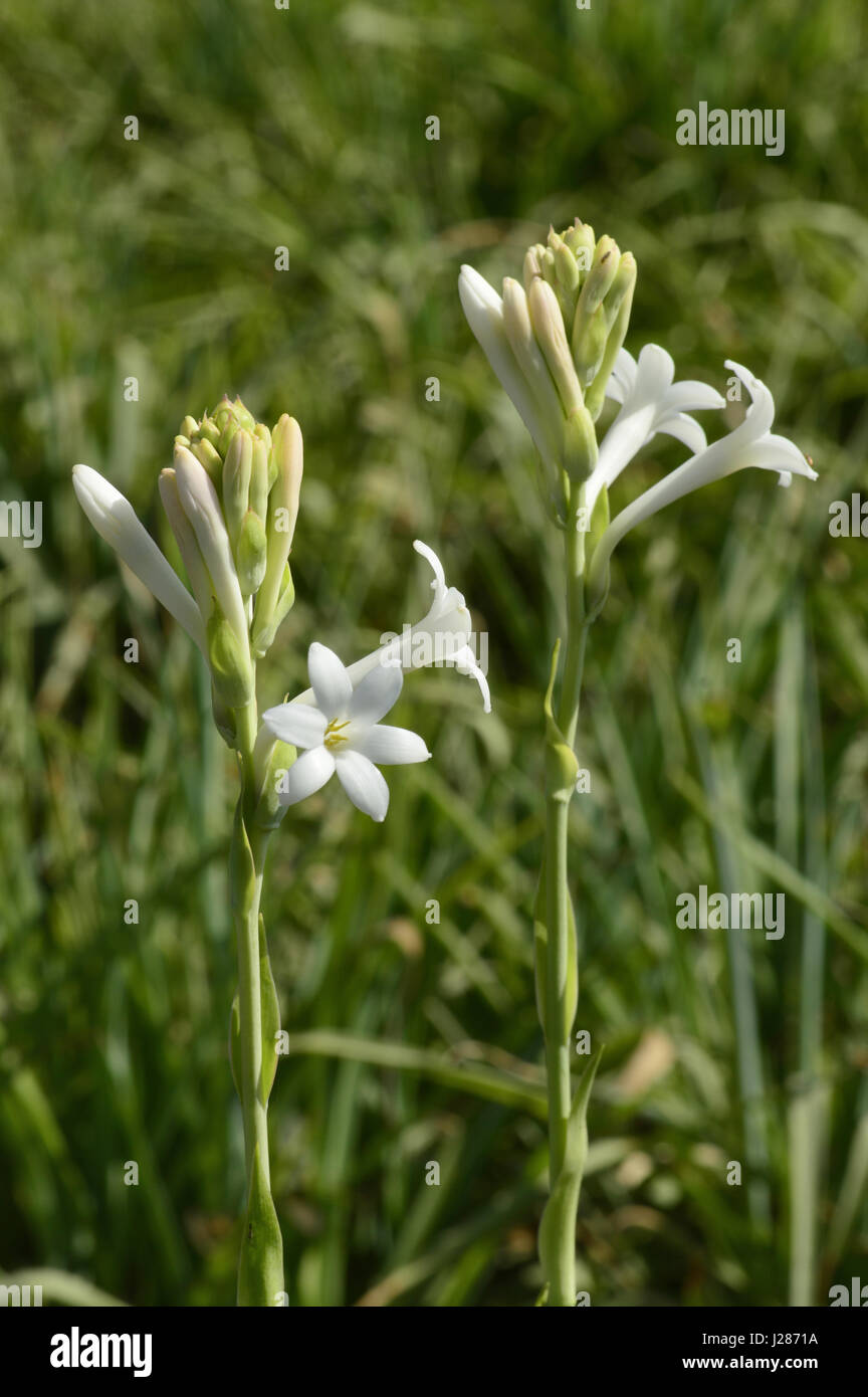 Nishigandha hires stock photography and images Alamy