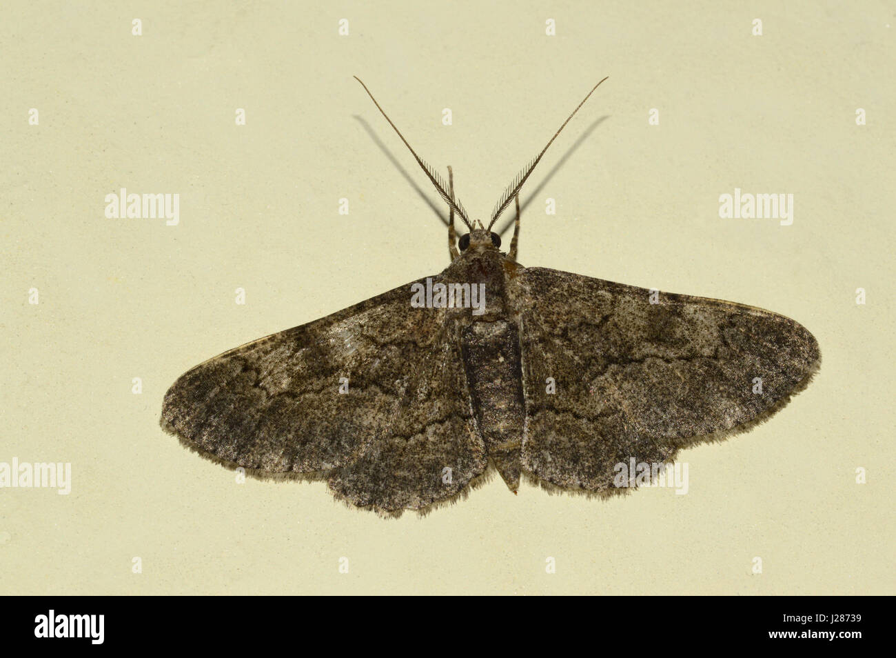 Common carpet moth, Pune, Maharashtra Stock Photo