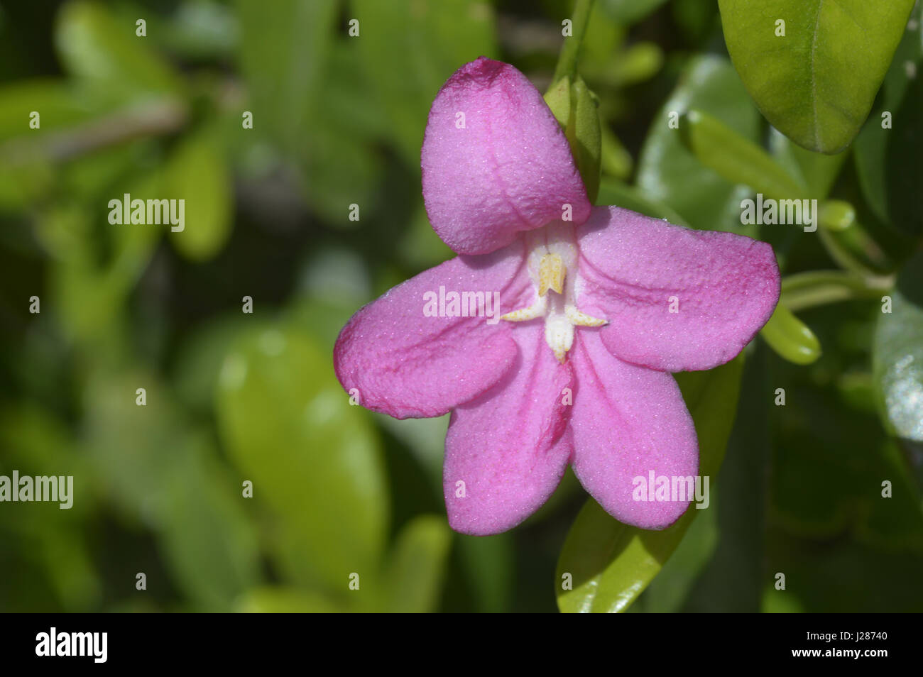 Pink Limonia, Ravenia Spectabilis near Pune, Maharashtra Stock Photo