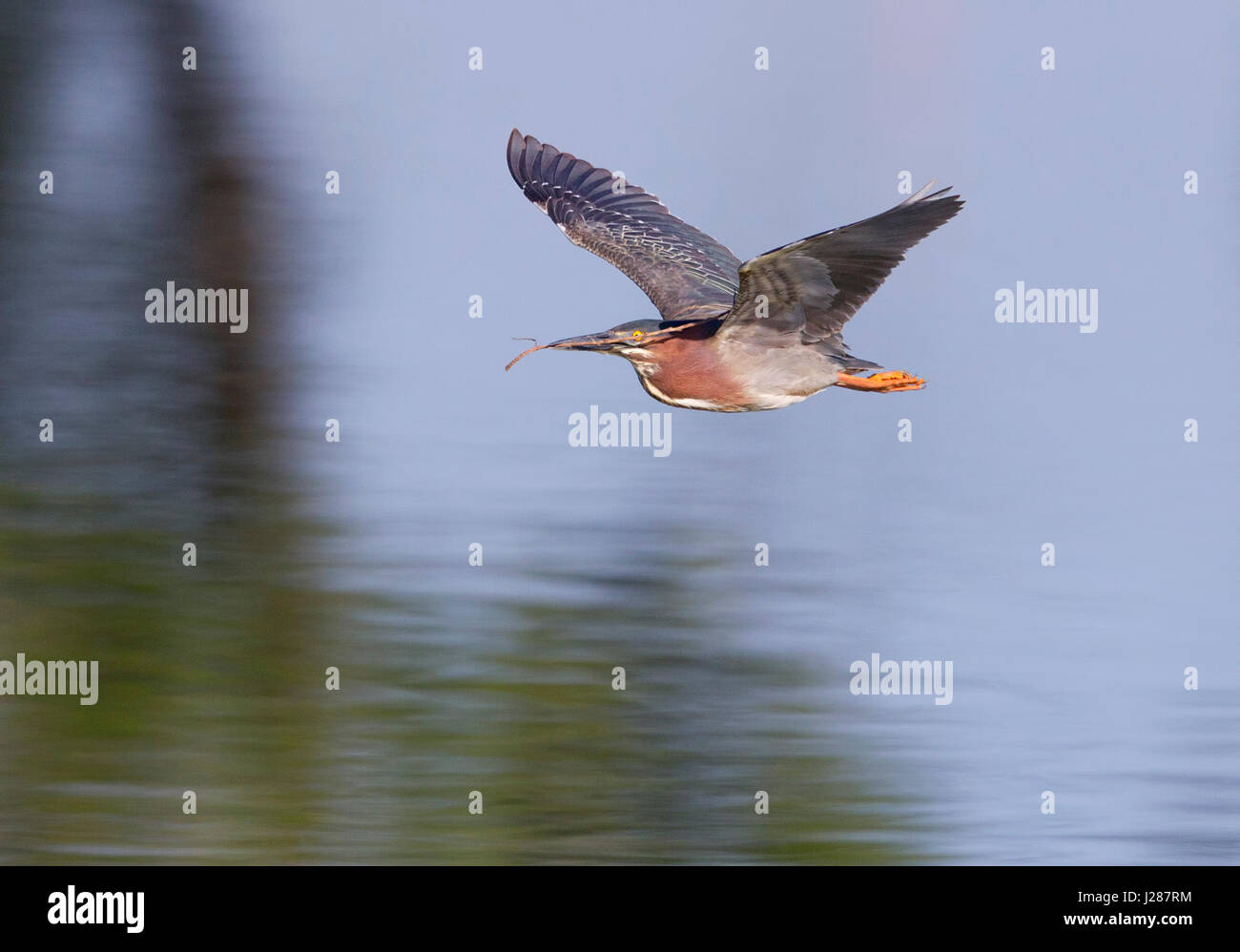 Green Heron in Flight Stock Photo Alamy