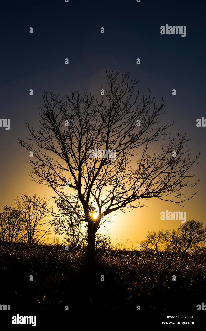 Image of a leafless tree silhouetted against the sunset Stock Photo - Alamy