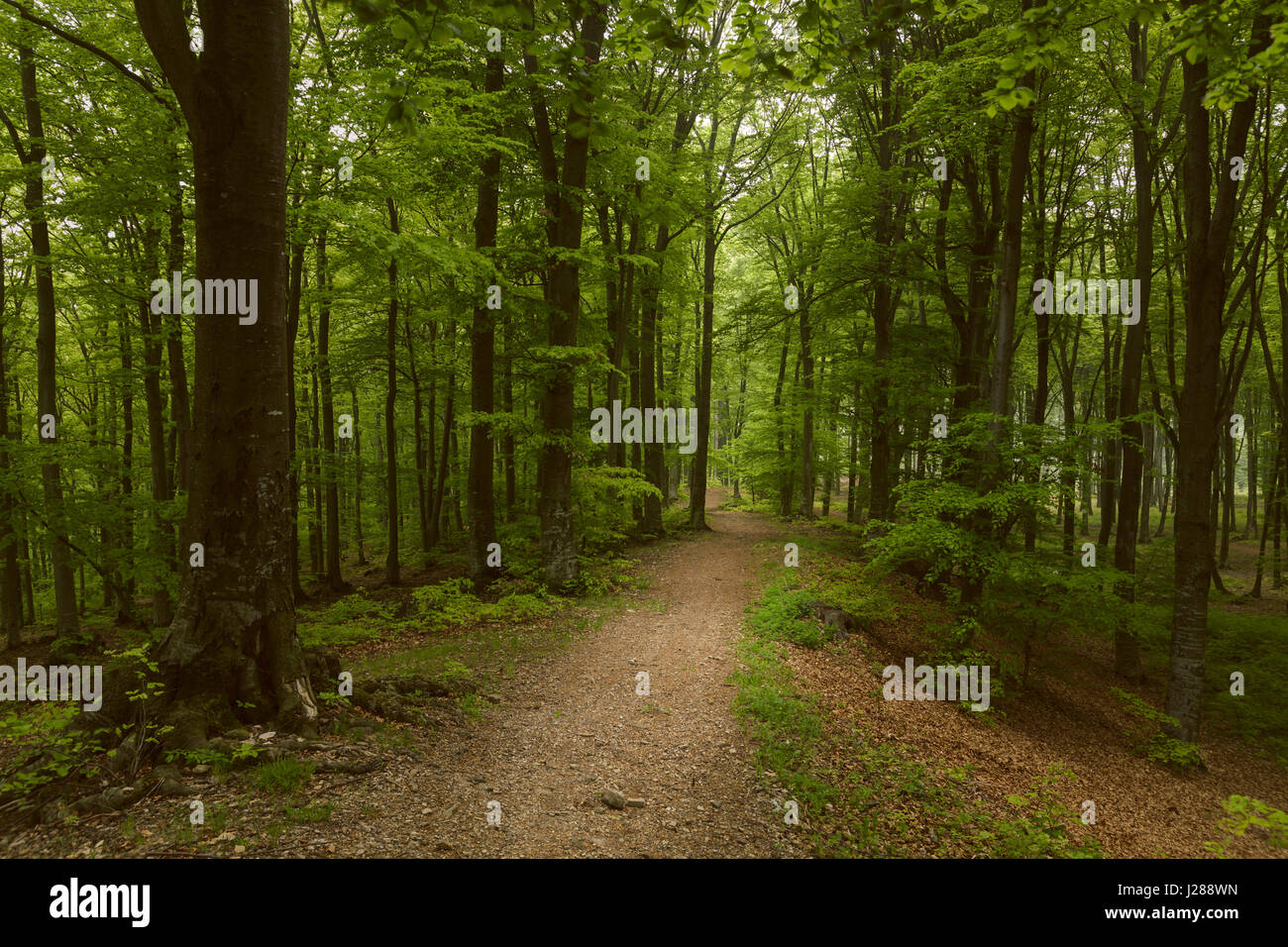 Fairy tale dreamy foggy forest Stock Photo - Alamy