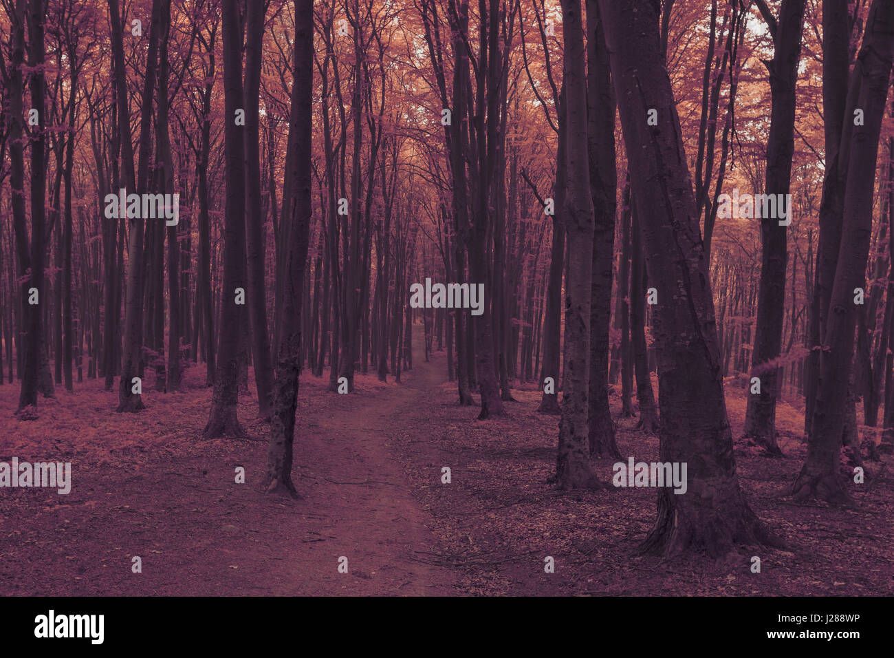Fairy tale dreamy foggy forest Stock Photo - Alamy