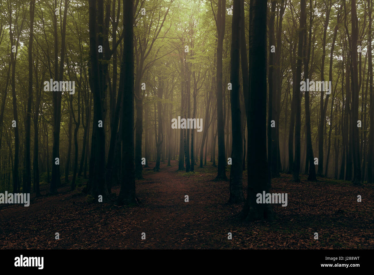 Fairy tale dreamy foggy forest Stock Photo - Alamy