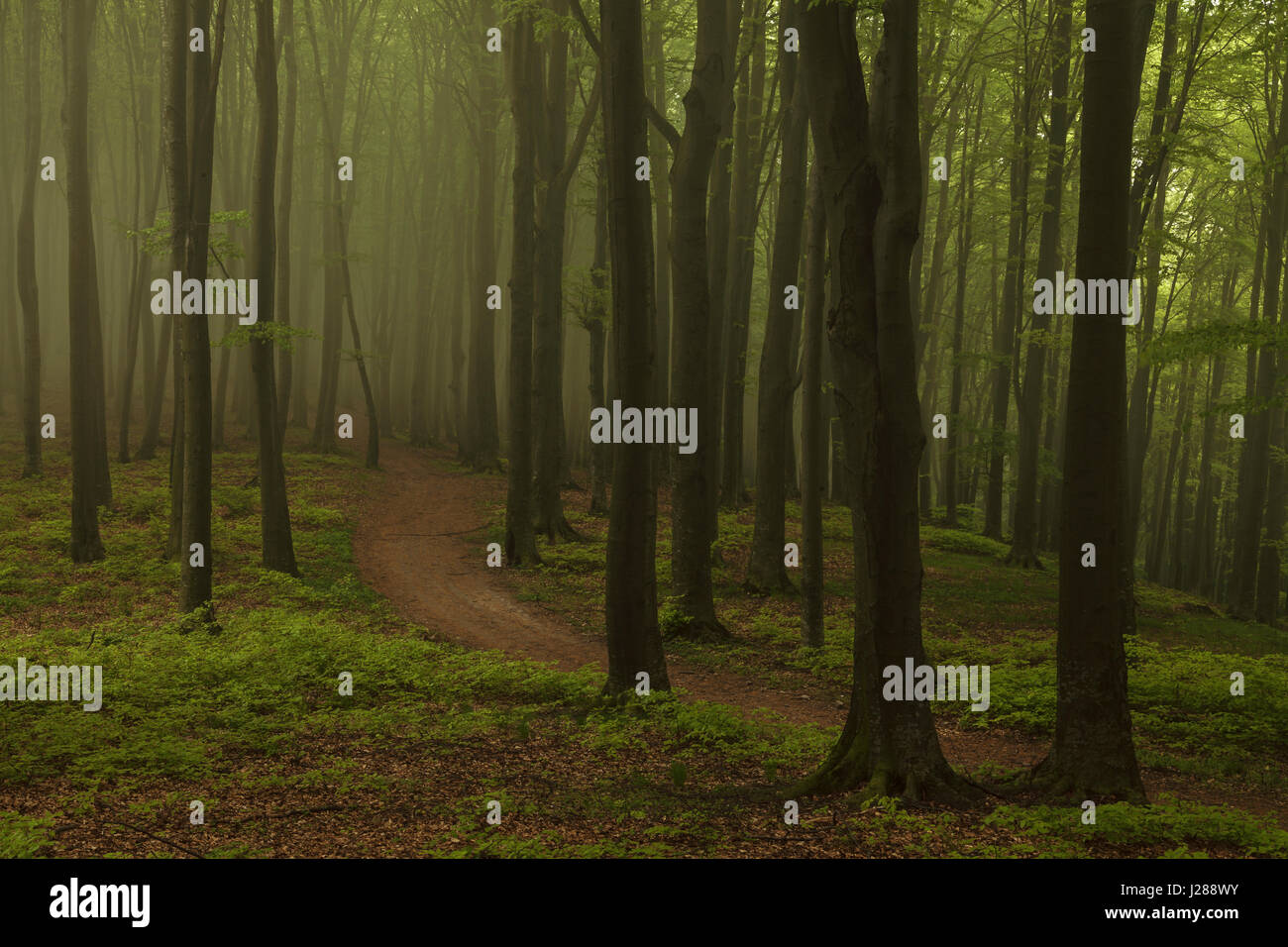 Fairy tale dreamy foggy forest Stock Photo - Alamy