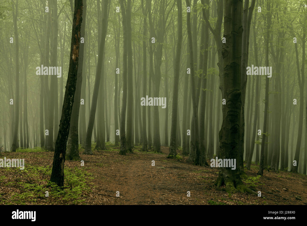 Fairy tale dreamy foggy forest Stock Photo - Alamy