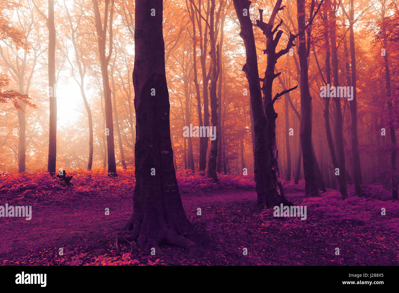 Fairy tale dreamy foggy forest Stock Photo - Alamy