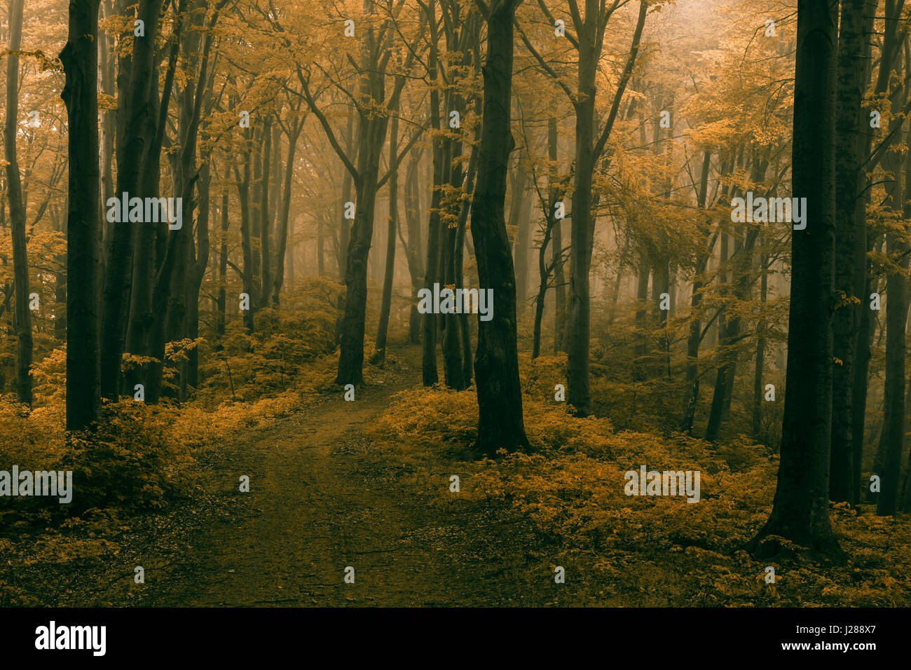 Fairy tale dreamy foggy forest Stock Photo - Alamy