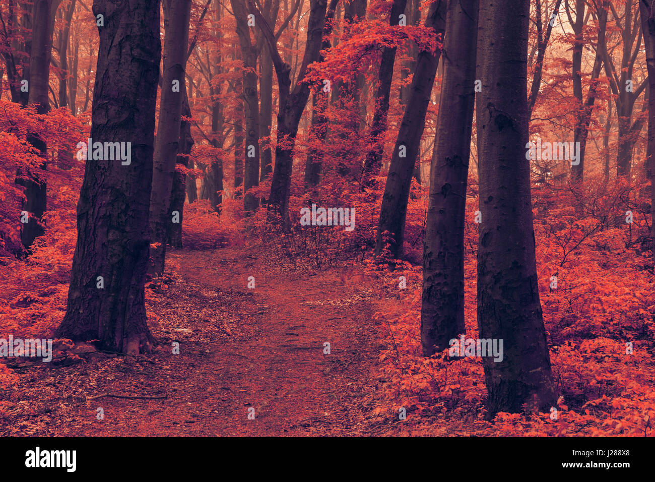 Fairy tale dreamy foggy forest Stock Photo - Alamy