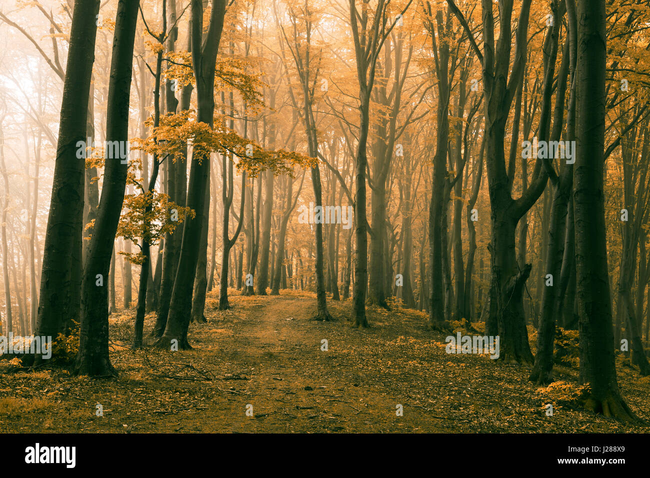 Fairy tale dreamy foggy forest Stock Photo - Alamy