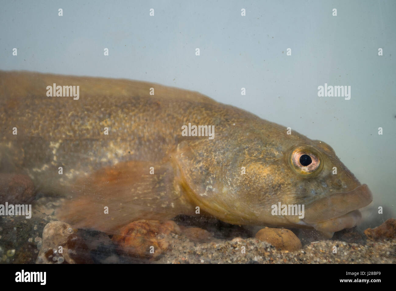 Eelpout (blenny) Stock Photo