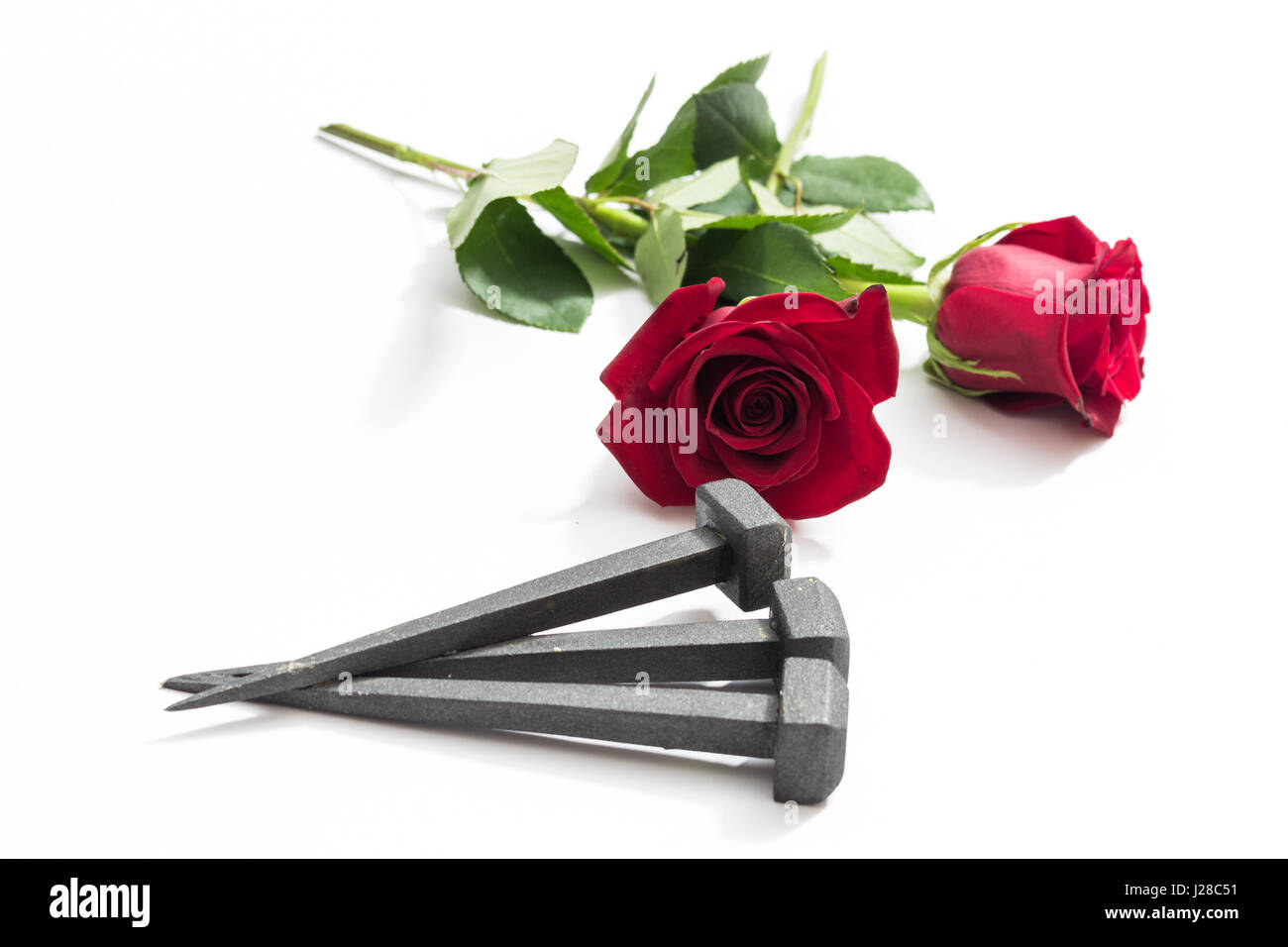 Jesus Christ nails from the Crucifixion and red roses on a white background. Stock Photo