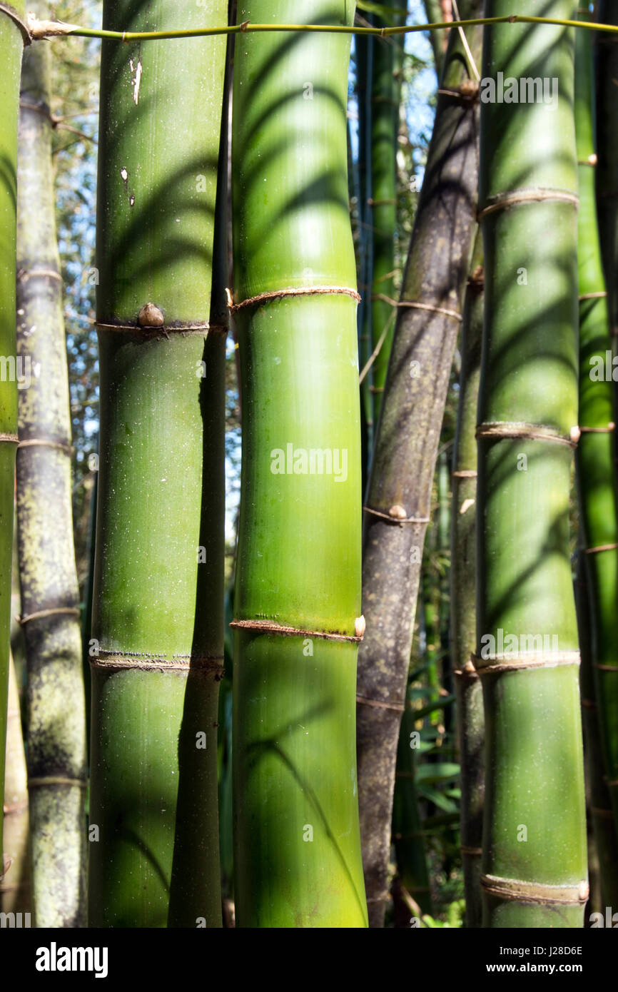 A stand of bamboo, one of the fastest-growing plants in the world, grows in the tropical Florida climate. Stock Photo