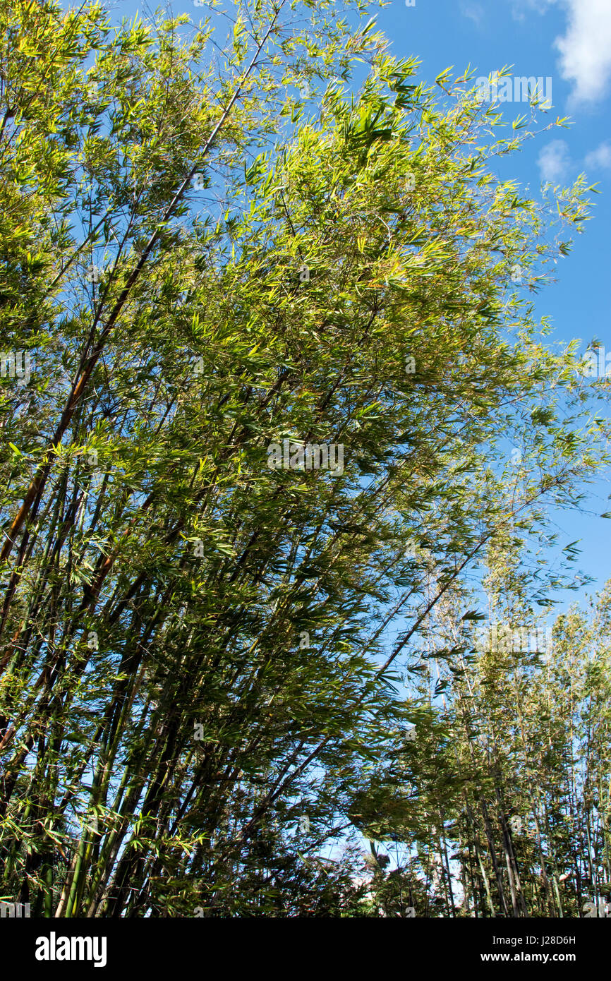 A stand of bamboo, one of the fastestgrowing plants in the world