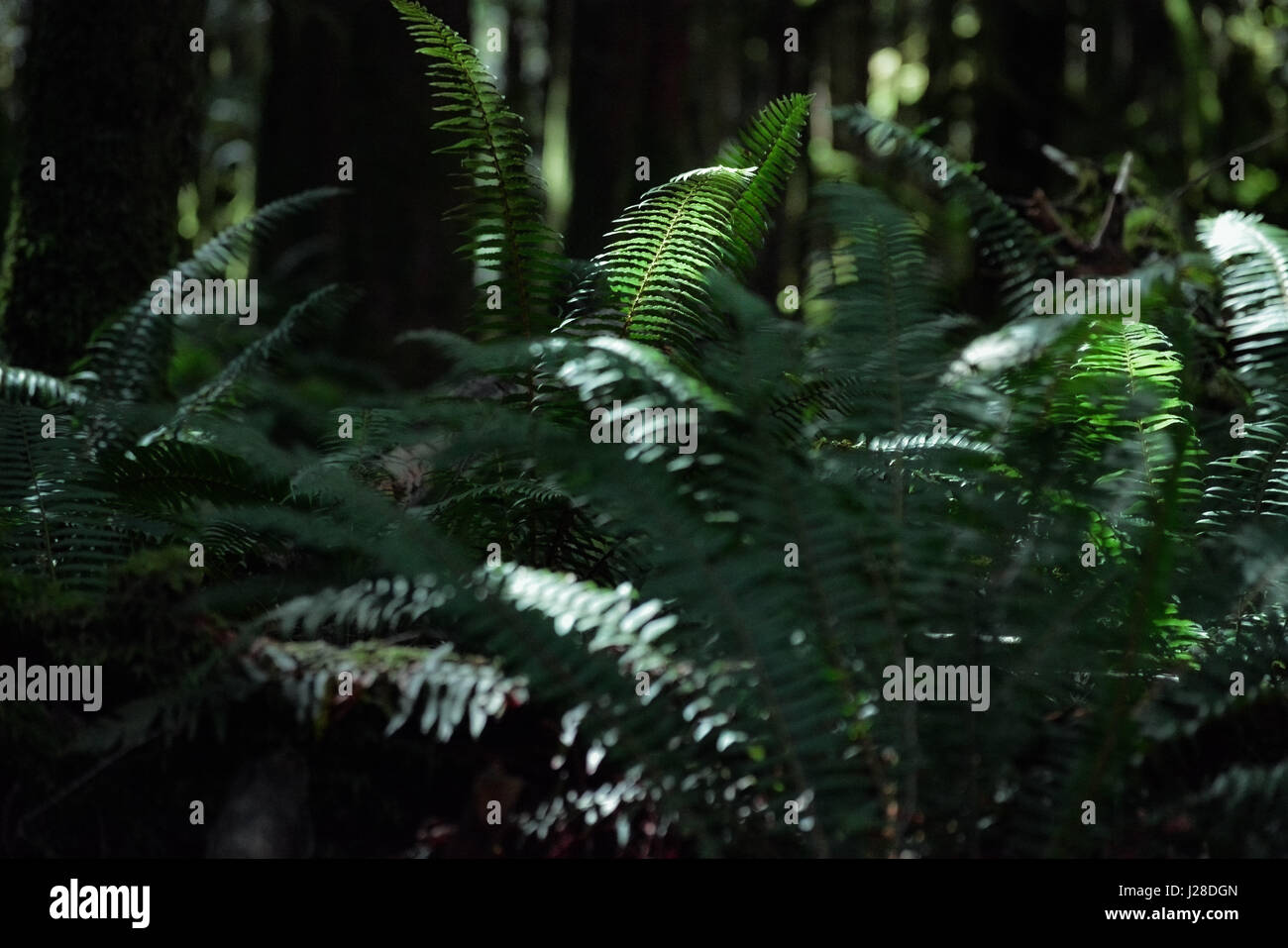 Silhouettes of ferns hi-res stock photography and images - Alamy