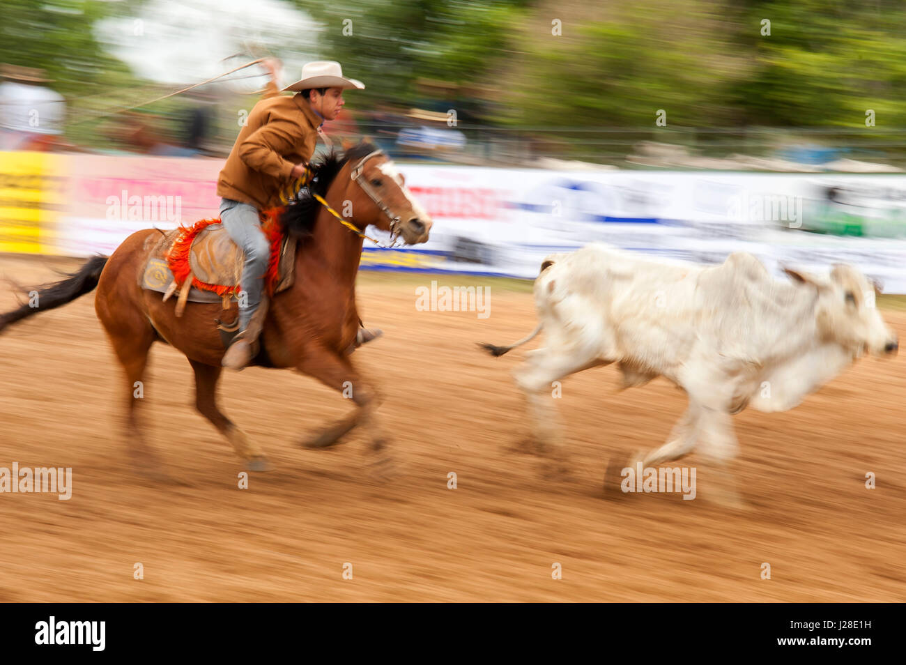 Cowboy trying to lace a cow on a Rodeo, a popular pastime in Mato ...