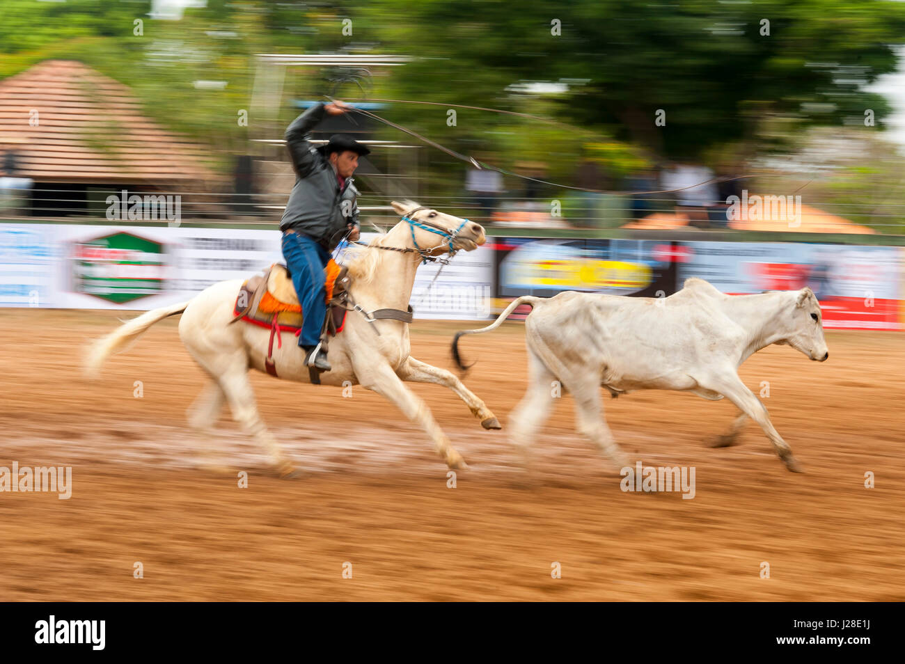 Cowboy trying to lace a cow on a Rodeo, a popular pastime in Mato ...