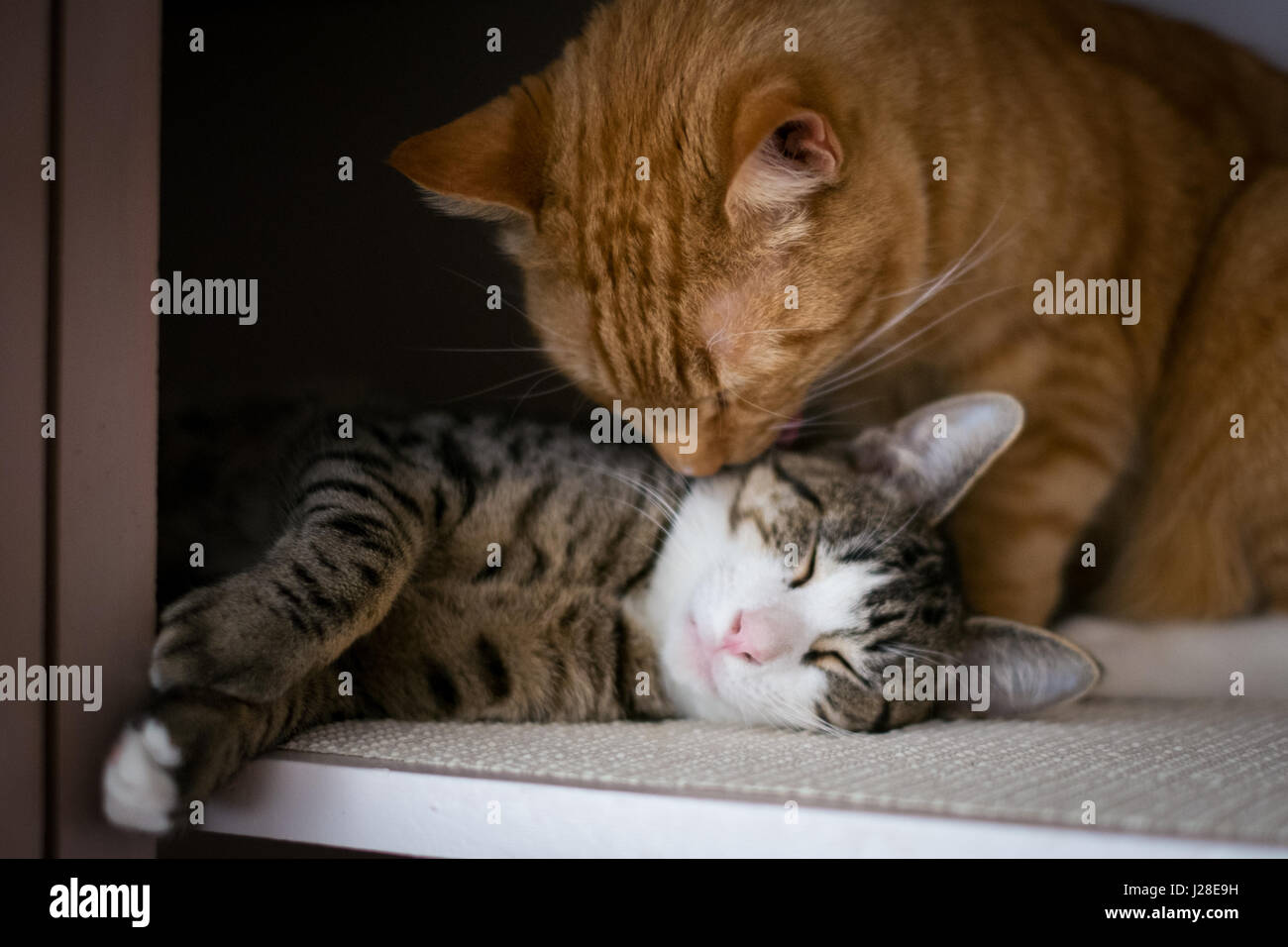 The Brotherhood of Two Cats Stock Photo