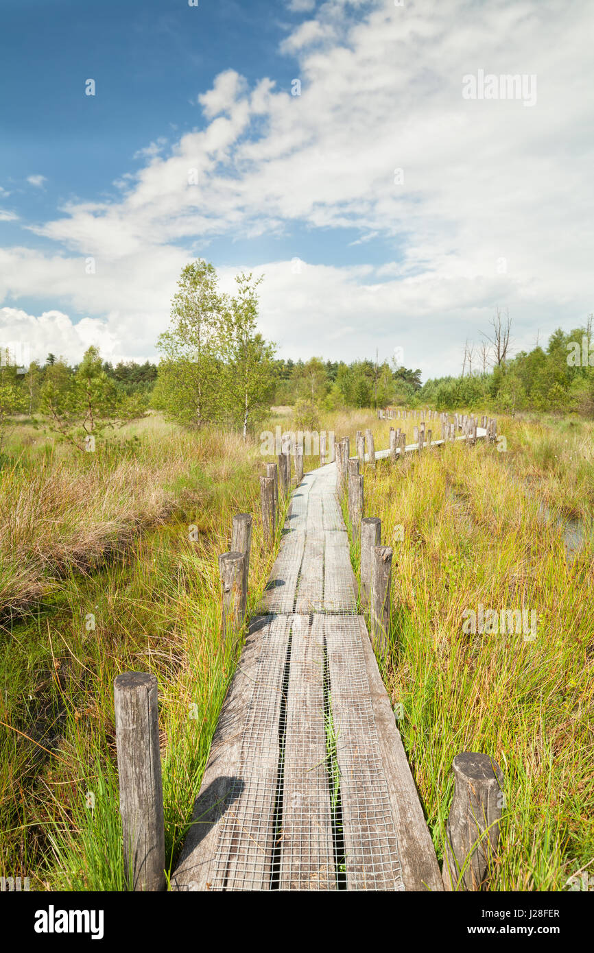 wavy wooden path on swamp in summer Stock Photo - Alamy