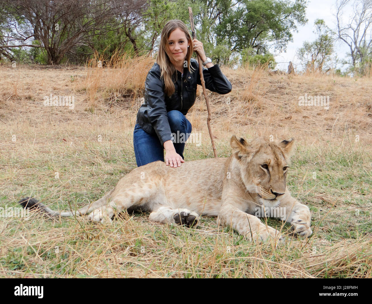 Zimbabwe, Matabeleland North, Hwange, Victoria Falls, On walking safari and at the same time a lioness caress Stock Photo