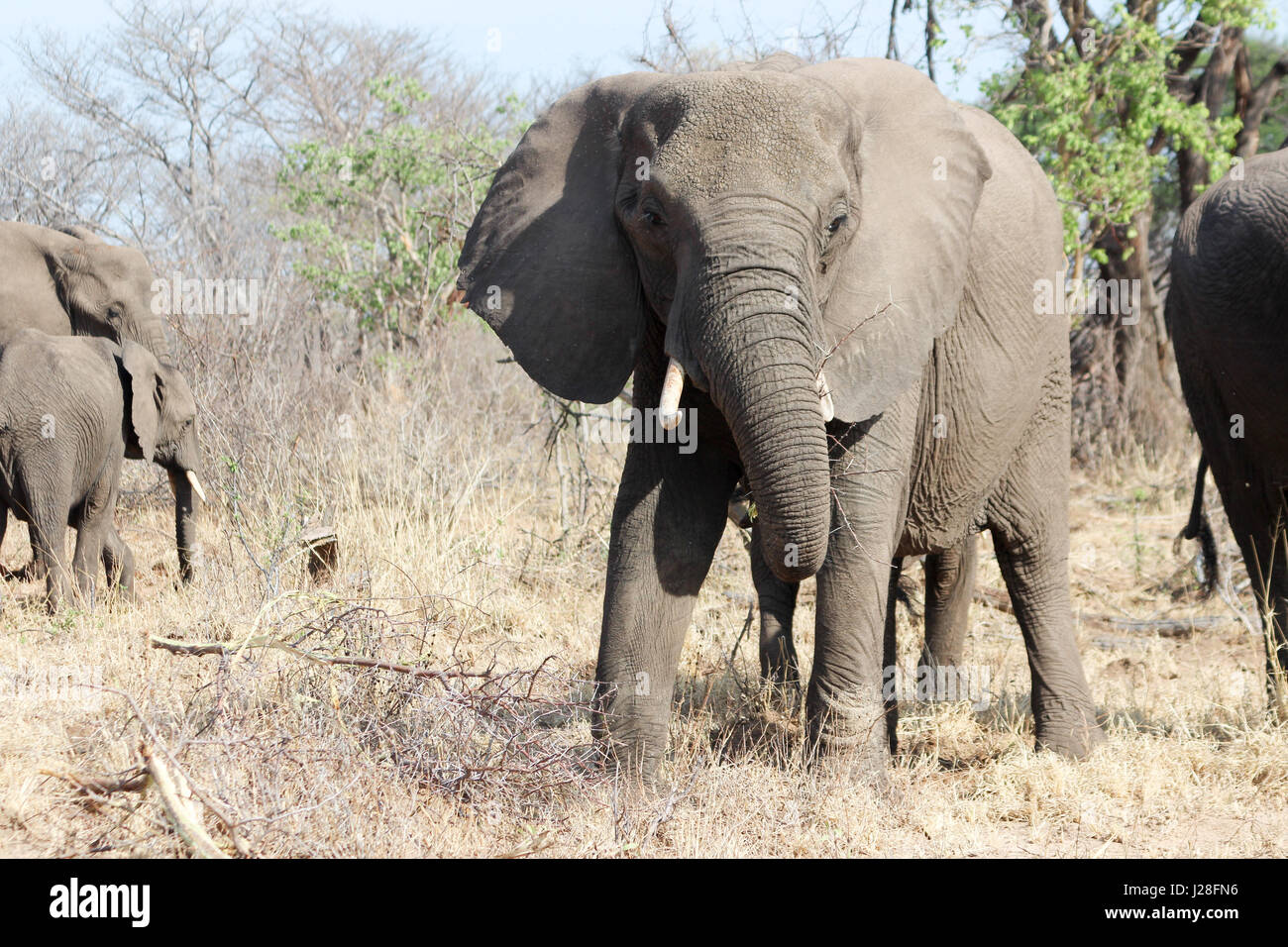 Zimbabwe, Matabeleland North, Hwange, Hwange National Park, An Elephant in the Herd - Big Five Stock Photo