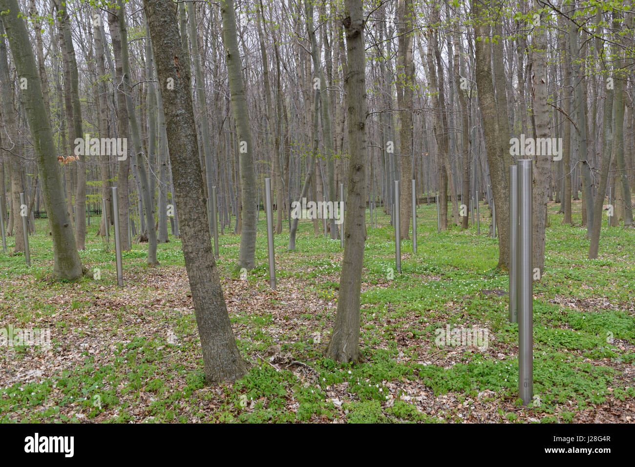 Steles in the woods near Buchenwald, Germany, commemorating the dead of the mass graves of the Soviet Special Camp No 2, of 1945 - 1950. Stock Photo