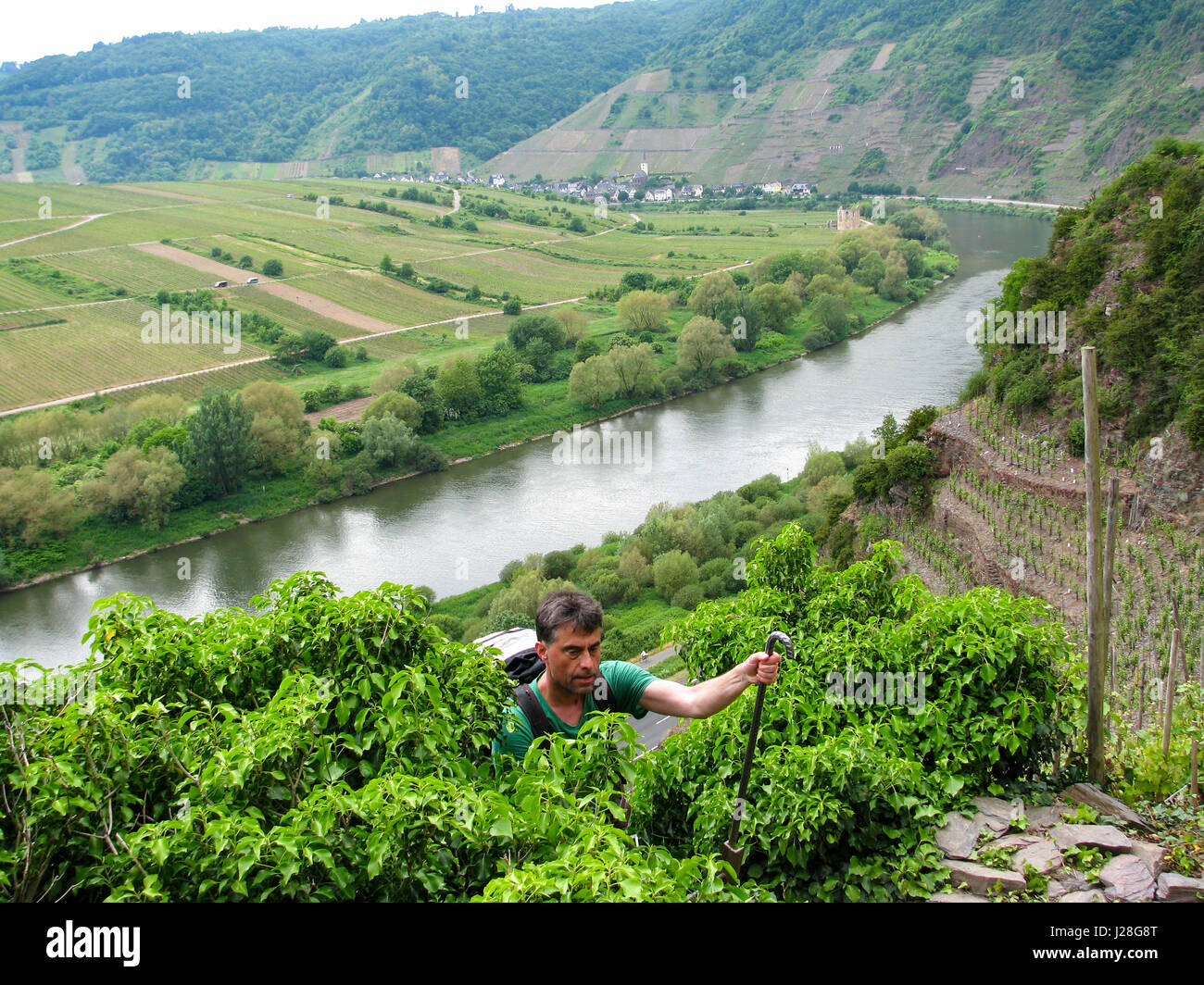 Germany, Rhineland-Palatinate, Bremm, hiker in the steep vineyard above the Moselle on the Mosel steep path Stock Photo