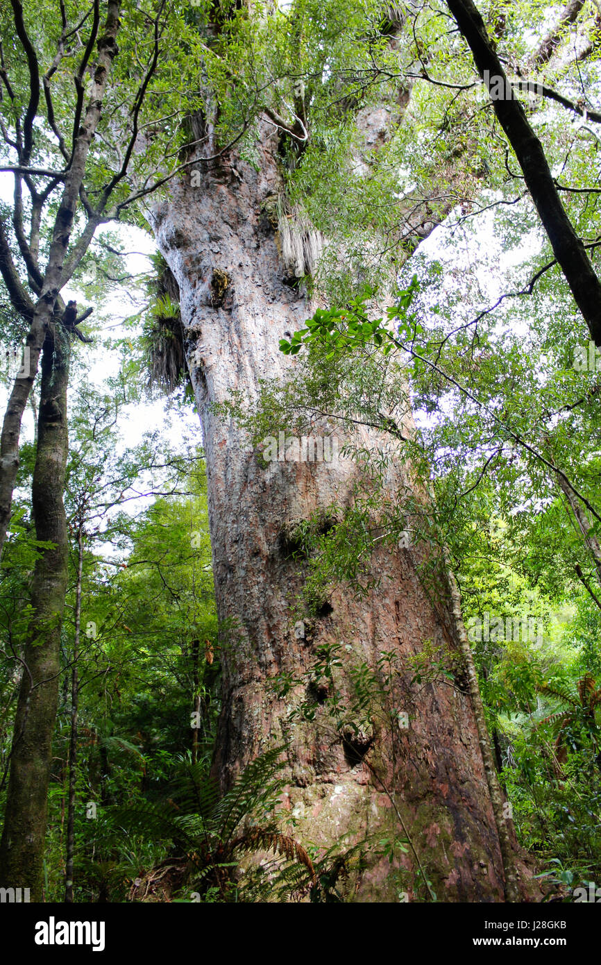 New Zealand, North Island, Northland, Waipoua Kauri Forest, Kaori Trees