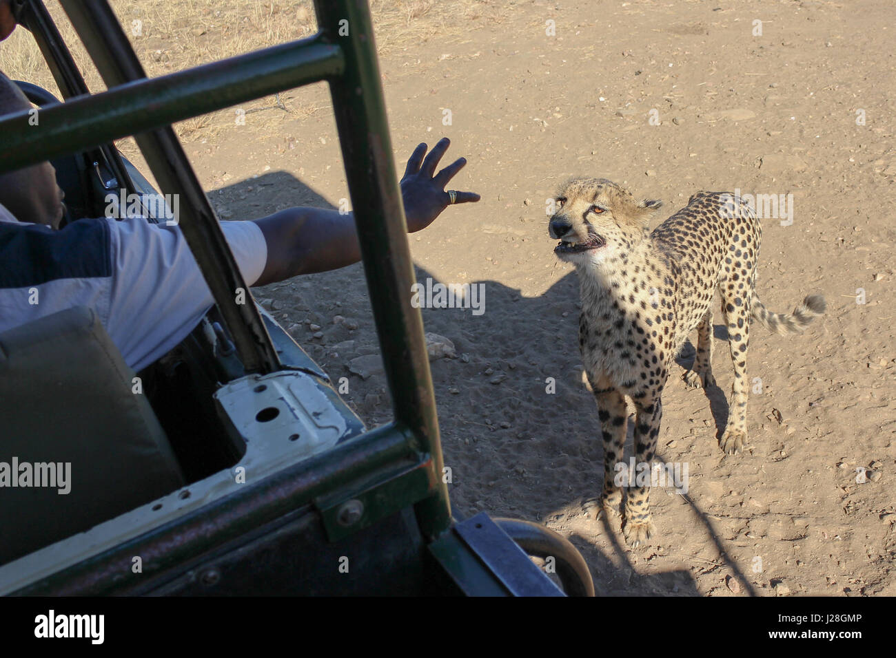 Namibia, Düsternbrook, safari with feeding a cheetah, Africans stretches hand out of the car to cheetahs Stock Photo